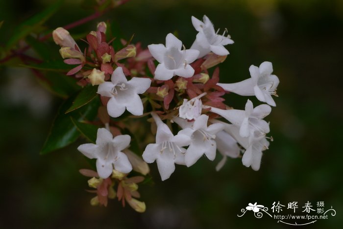 大花六道木Abelia grandiflora