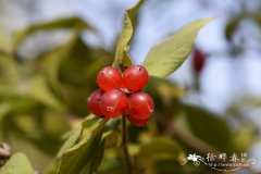 葱皮忍冬 Lonicera ferdinandi