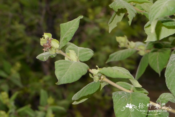 葱皮忍冬 Lonicera ferdinandi