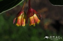 红苞忍冬Lonicera involucrata var. ledebourii