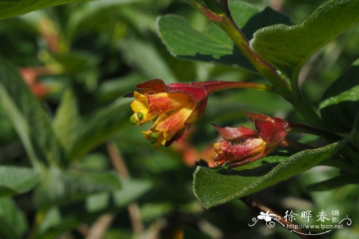 红苞忍冬Lonicera involucrata var. ledebourii