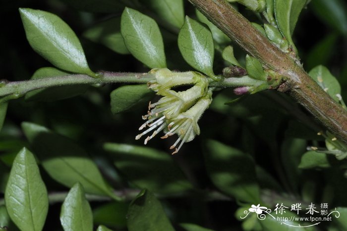 蕊帽忍冬 Lonicera ligustrina var. pileata