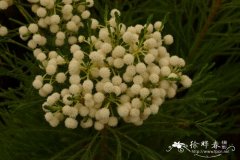 中型饰球花Berzelia intermedia