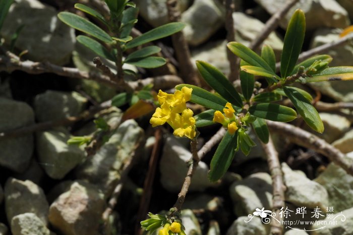 橙花瑞香Daphne calcicola