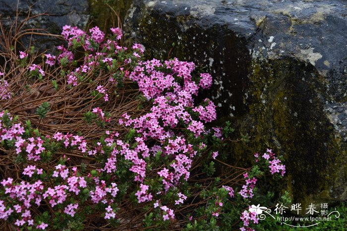 欧洲瑞香Daphne cneorum