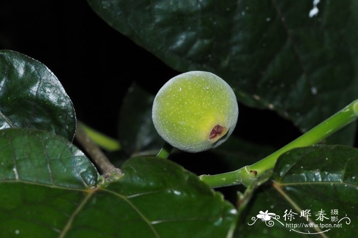 马赛克榕Ficus aspera