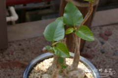 白面榕Ficus palmeri