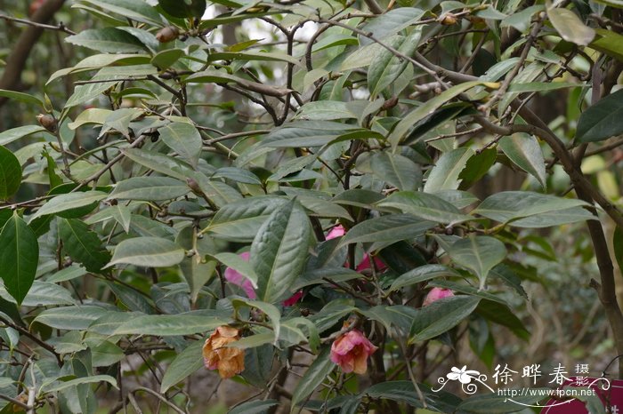 龙胜红山茶Camellia lungshenensis