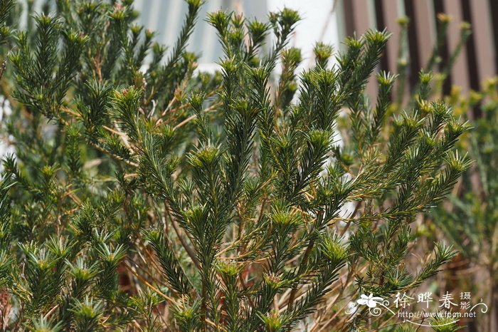 小叶佛塔树Banksia ericifolia