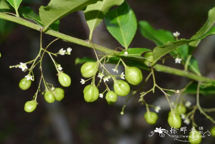 细梗裸实Gymnosporia graciliramula