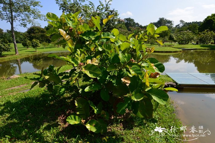 灌木五桠果，星果木Dillenia suffruticosa