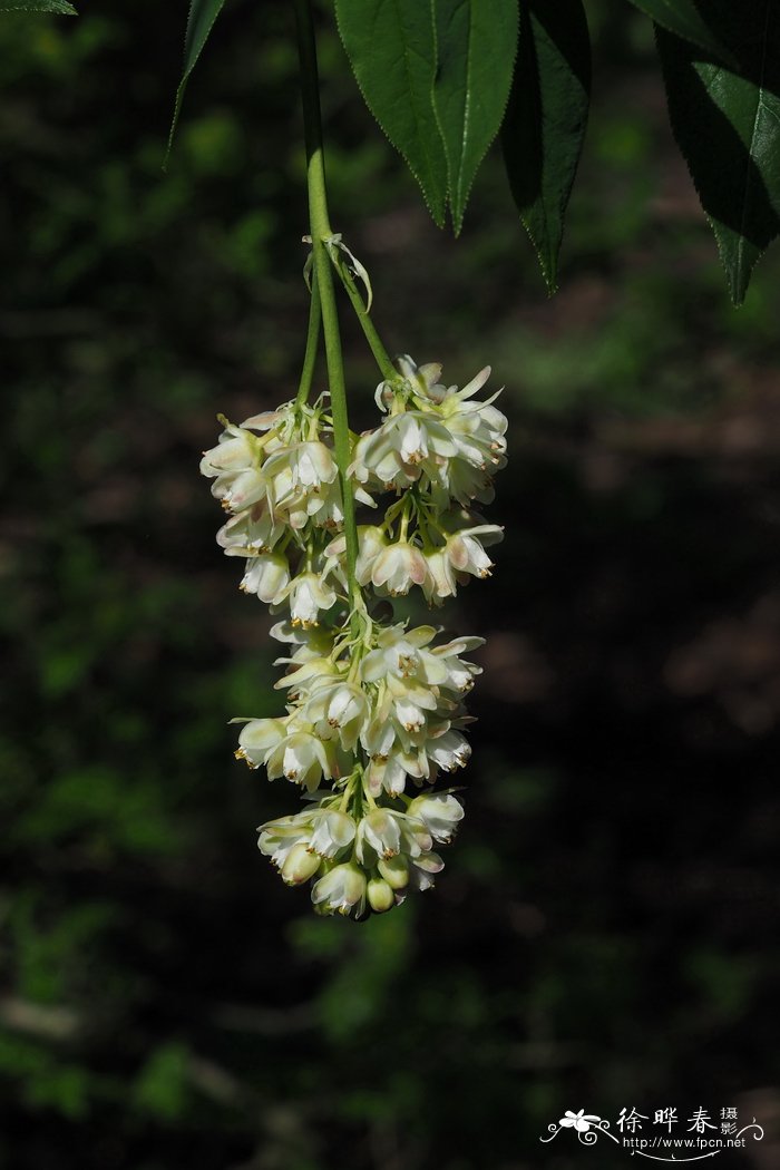 羽叶省沽油 Staphylea pinnata