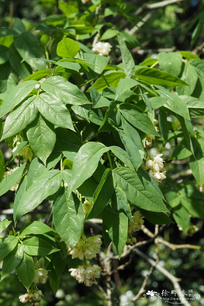 羽叶省沽油 Staphylea pinnata