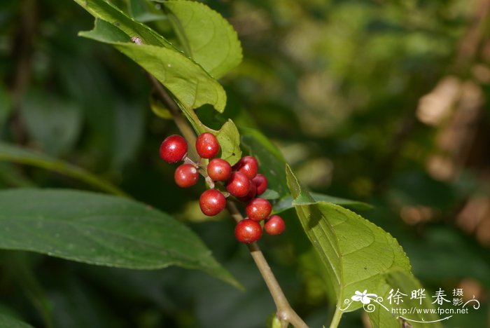 尼泊尔鼠李Rhamnus napalensis