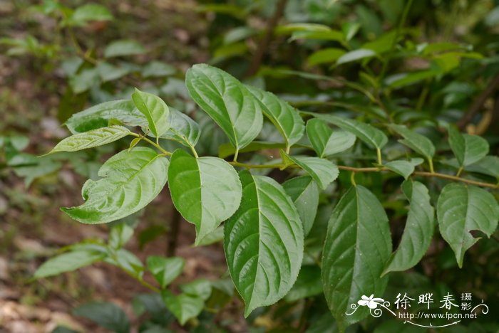 尼泊尔鼠李Rhamnus napalensis