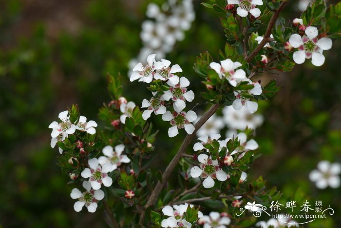 岩生鱼柳梅Leptospermum rupestre