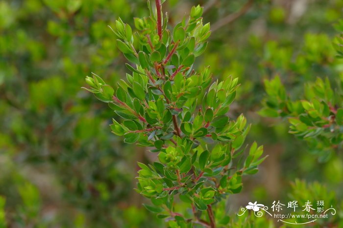 岩生鱼柳梅Leptospermum rupestre