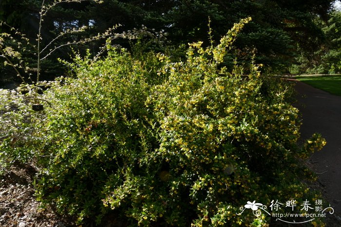 丽江小檗Berberis lijiangensis