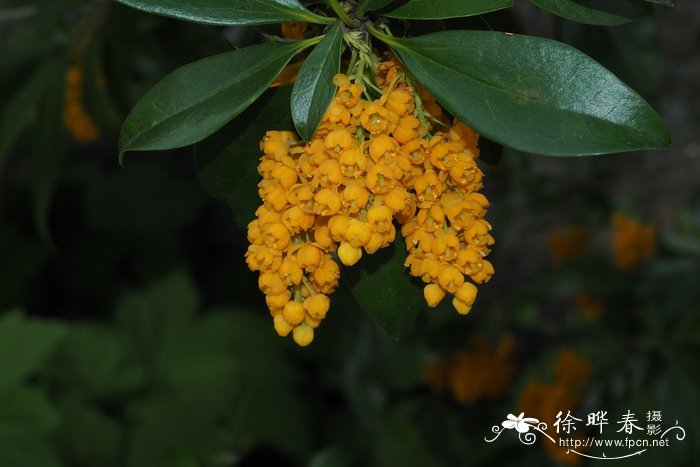 瓦尔迪维亚小檗Berberis valdiviana