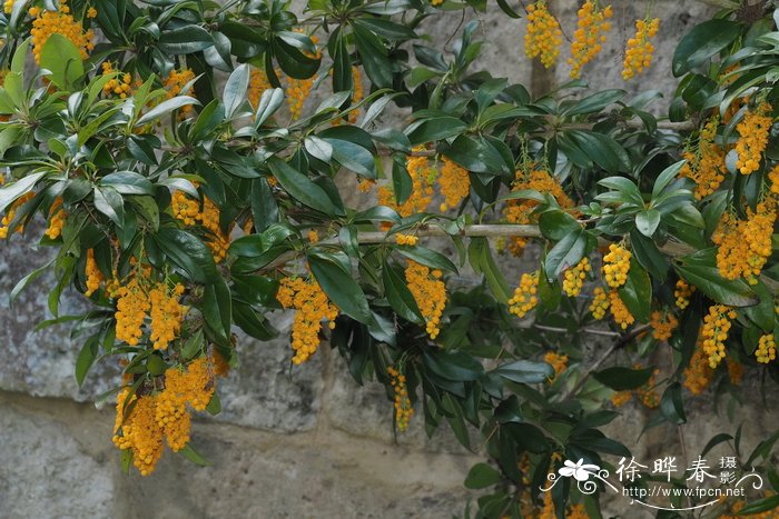 瓦尔迪维亚小檗Berberis valdiviana