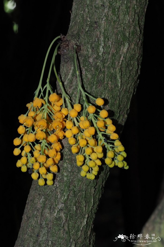 瓦尔迪维亚小檗Berberis valdiviana