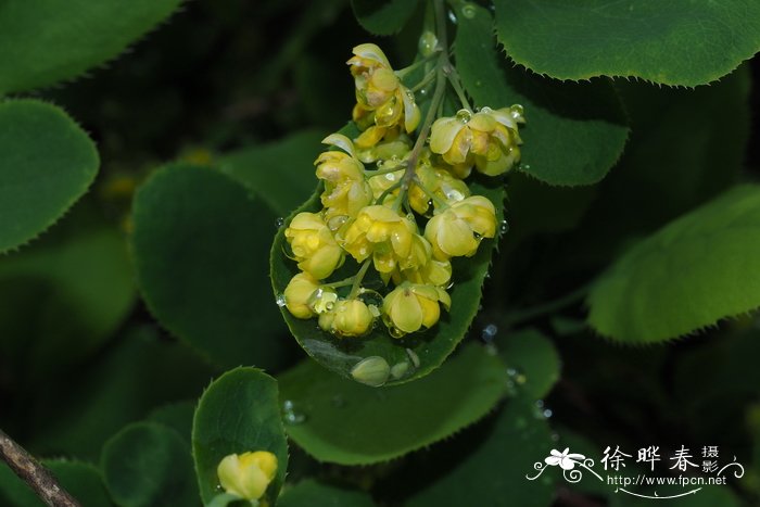 欧洲小檗 Berberis vulgaris