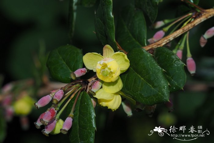 Berberis wardii