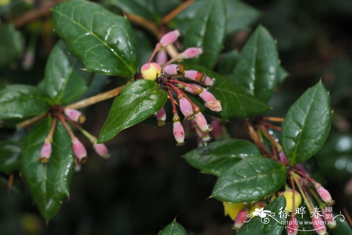 Berberis wardii