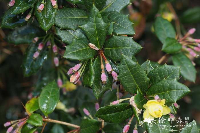 Berberis wardii