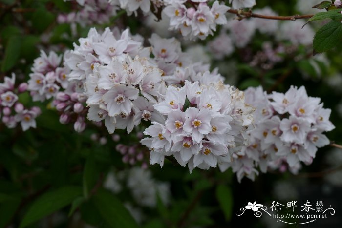 长叶溲疏 Deutzia longifolia