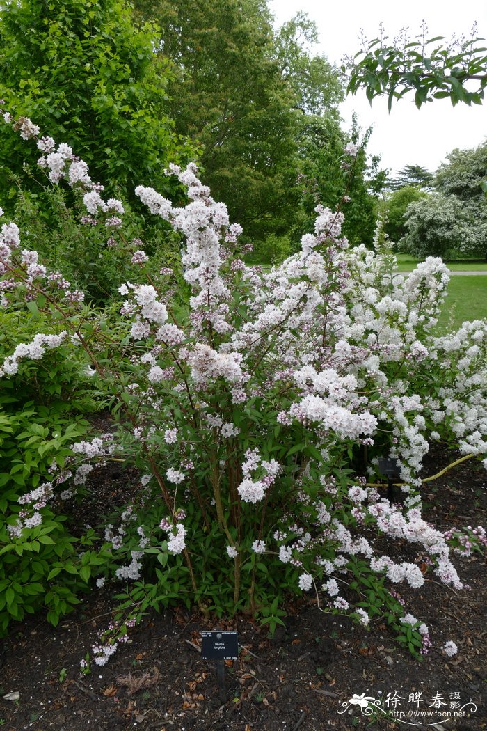 长叶溲疏 Deutzia longifolia