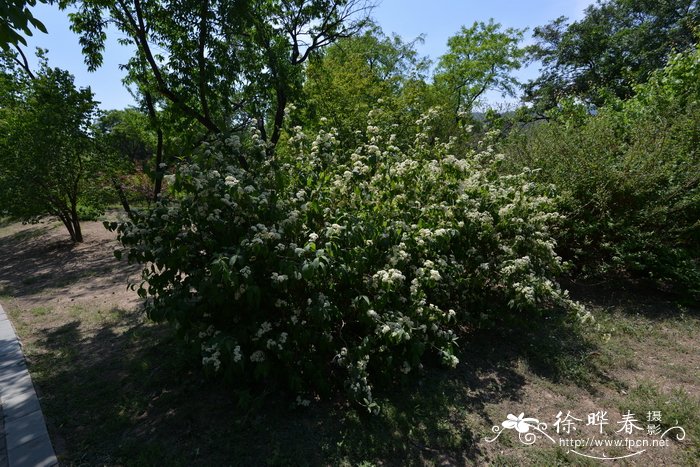 小花溲疏Deutzia parviflora