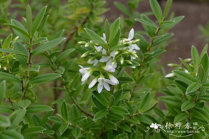 椭圆叶长阶花Hebe elliptica