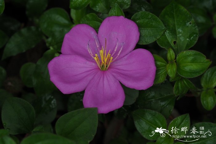 蔓性野牡丹Heterotis rotundifolia