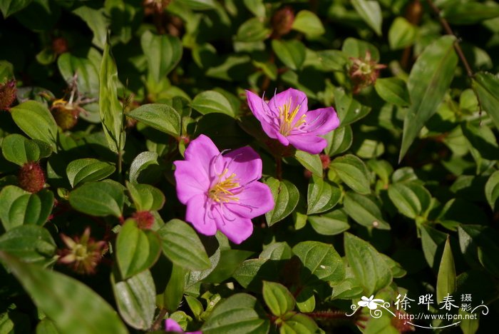 蔓性野牡丹Heterotis rotundifolia