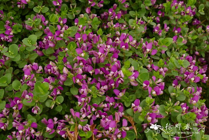 ‘非洲’灌丛远志Polygala fruticosa ‘Africana’