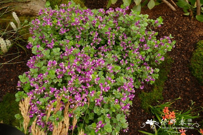 ‘非洲’灌丛远志Polygala fruticosa ‘Africana’