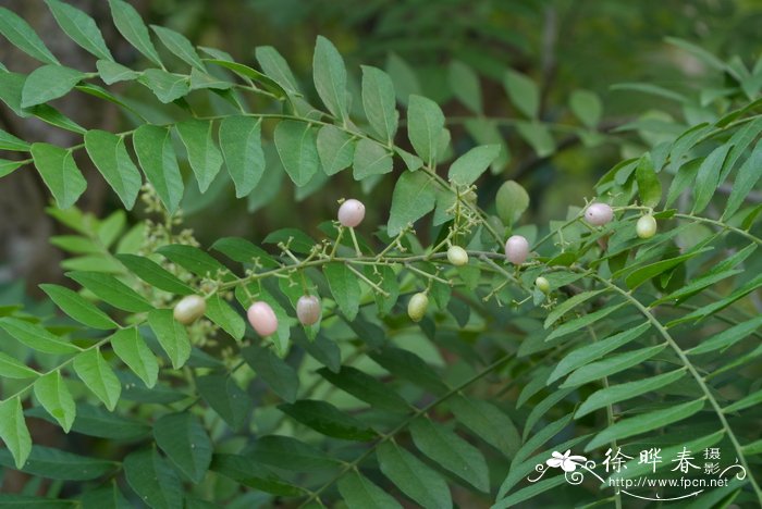 假黄皮Clausena excavata