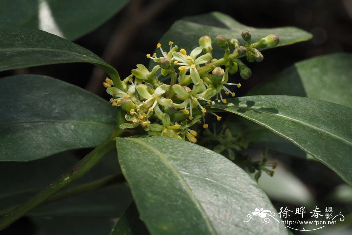 茵芋Skimmia reevesiana