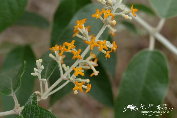 浆果醉鱼草Buddleja madagascariensis