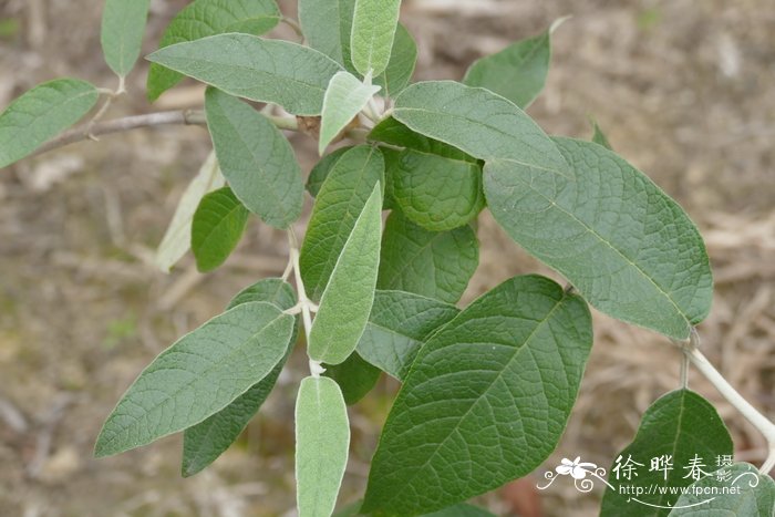 浆果醉鱼草Buddleja madagascariensis