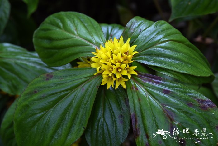 落地梅Lysimachia paridiformis