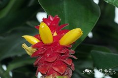 巴克利闭鞘姜Costus comosus var. bakeri