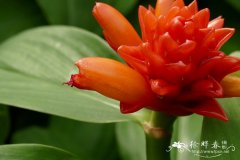 红花闭鞘姜Costus curvibracteatus