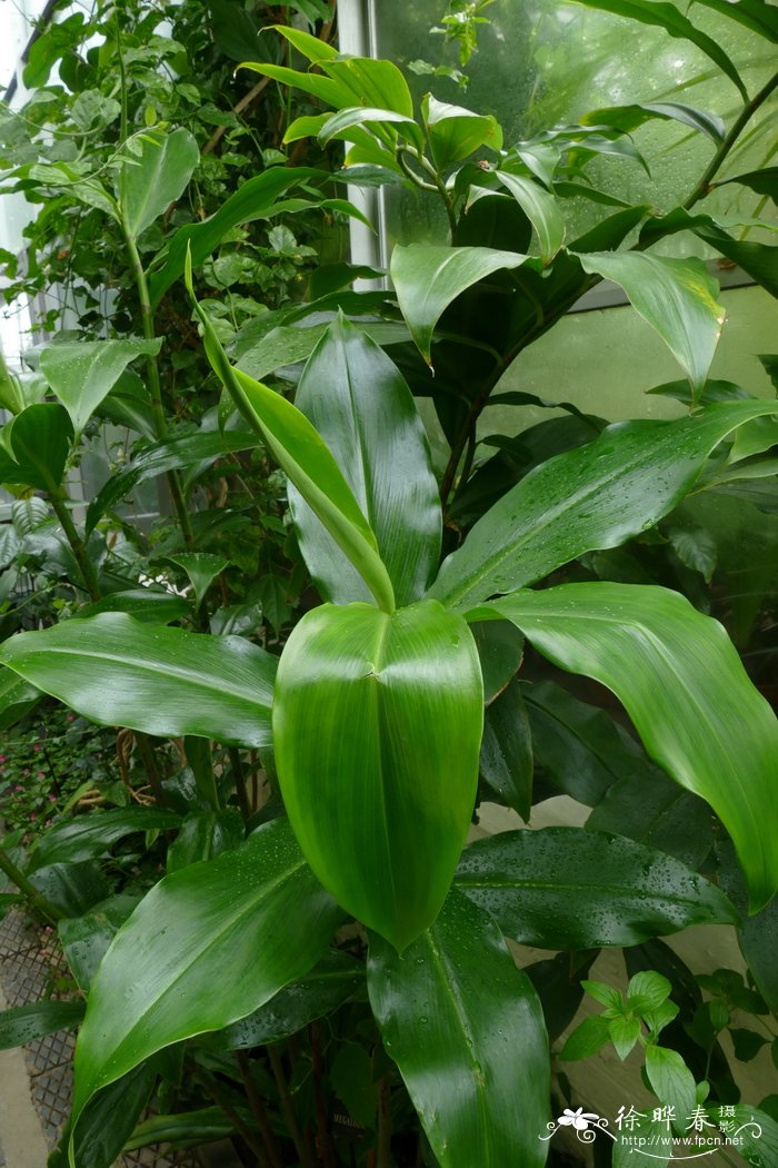 总苞闭鞘姜Costus megalobractea