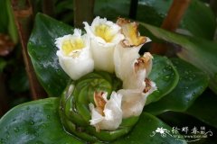 总苞闭鞘姜Costus megalobractea