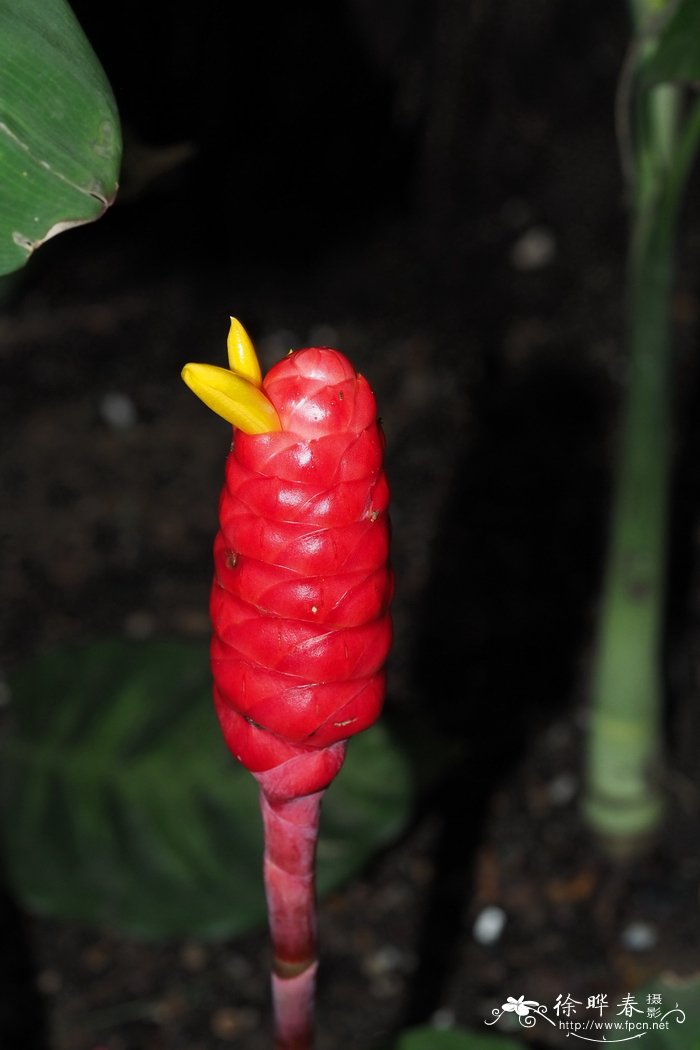 黄玉闭鞘姜Costus vargasii