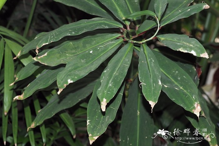 黄玉闭鞘姜Costus vargasii