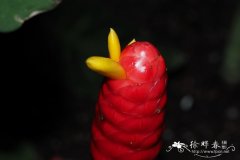 黄玉闭鞘姜Costus vargasii