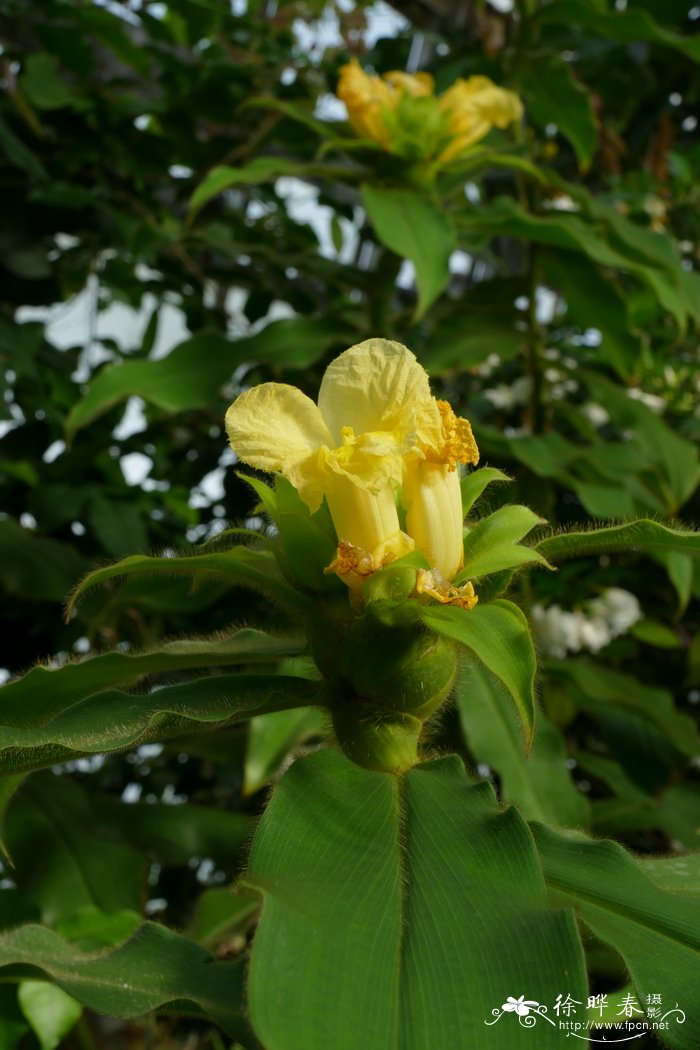 柔毛闭鞘姜 Costus villosissimus